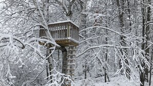 Ein hölzernes Baumhaus mit einer Leiter, umgeben von schneebedeckten Bäumen in einem Wald.