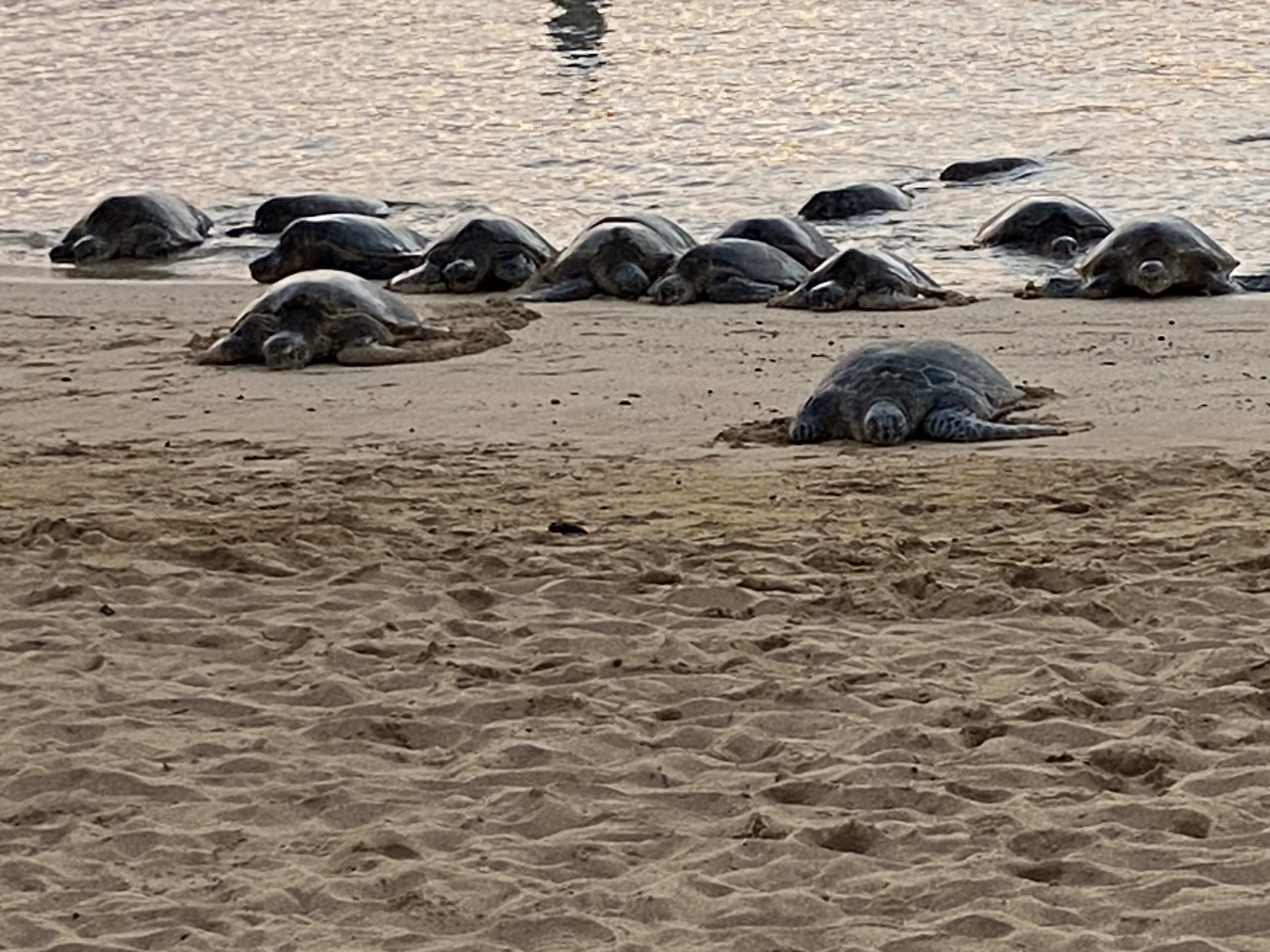 On the beach, sun loungers, beach towels