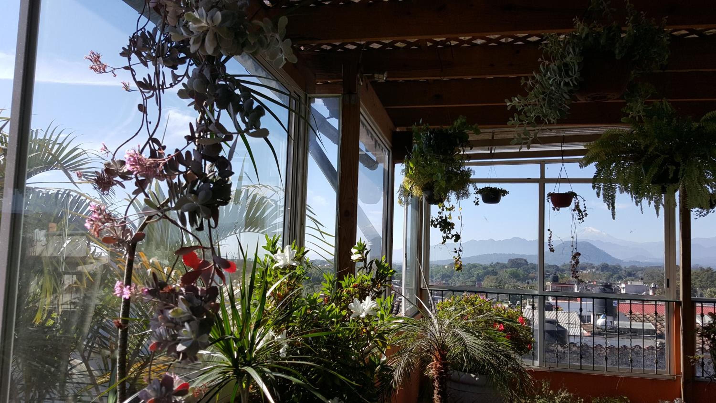 Une pièce dotée de grandes fenêtres, d’un plafond en bois et de diverses plantes.