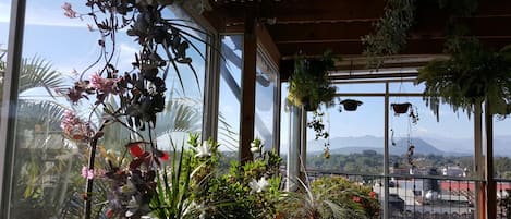 A room with large windows, a wooden ceiling, and various plants.