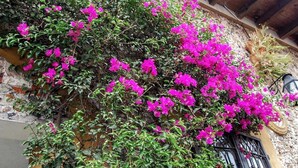 A building facade with a wrought iron gate and vibrant pink bougainvillea climbing over the wall. - Hotel Posada San Jerónimo (Coatepec)