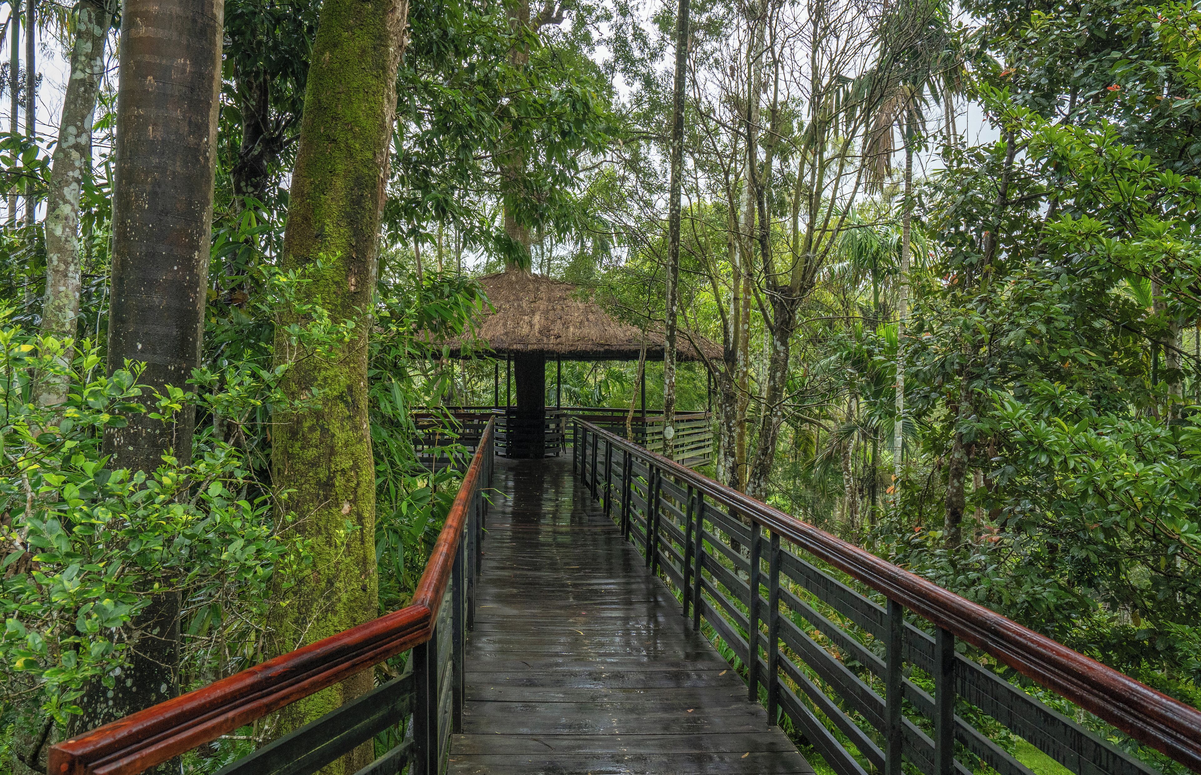Un pasillo de madera con un refugio de techo de paja, rodeado de exuberante follaje tropical.