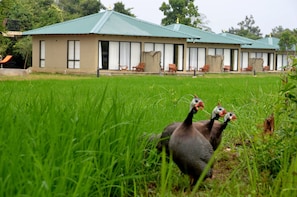Pet-friendly - Sigiriya King's Resort (Sigiriya)