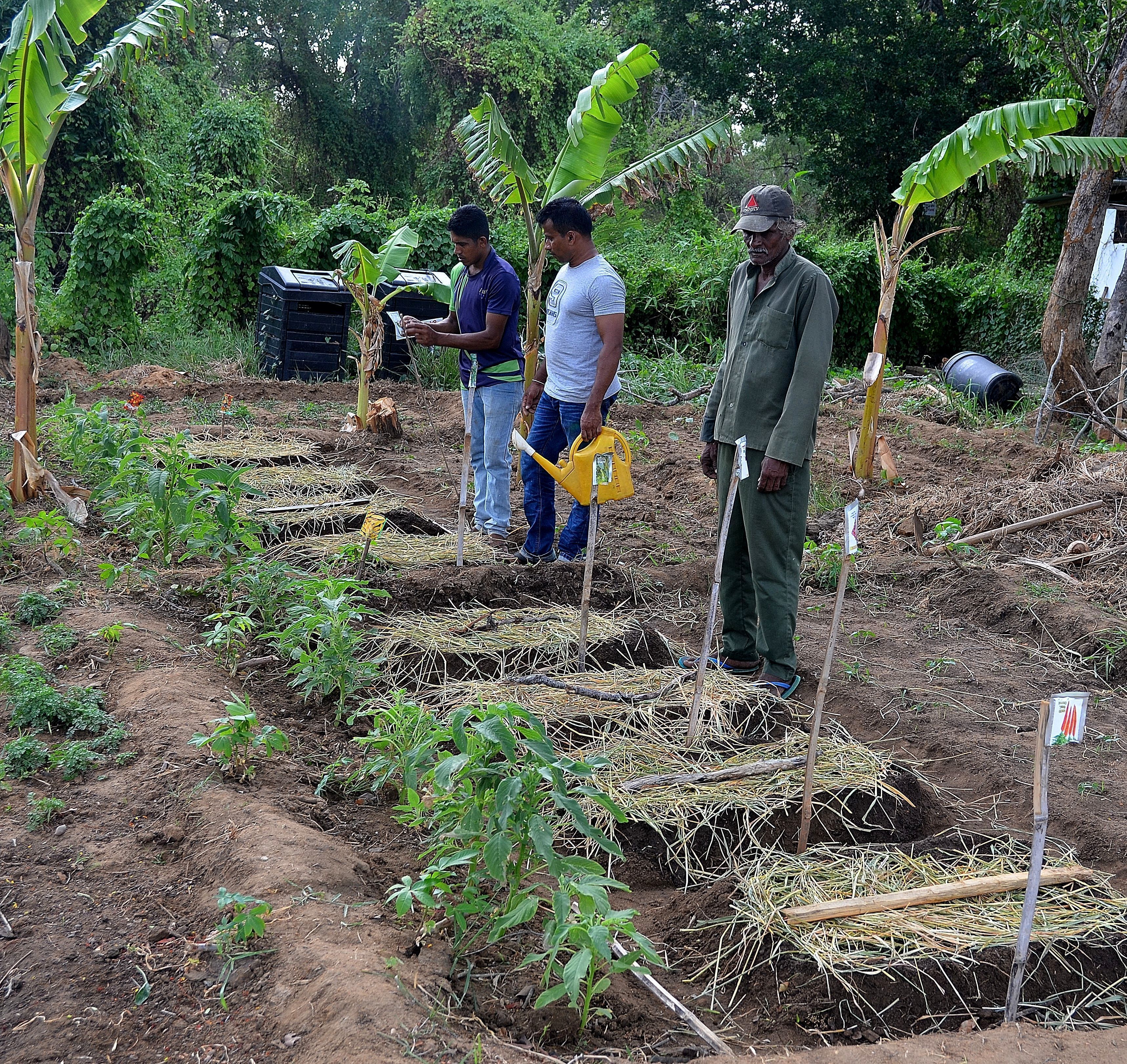 A group of people working in a garden with raised beds and banana plants.