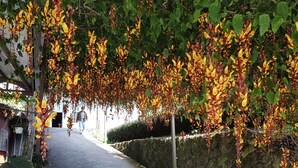 A pathway lined with hanging yellow and red flowers, a stone wall on one side, and a person walking in the distance. - Xu Jia Chayuan B&B (Meishan)