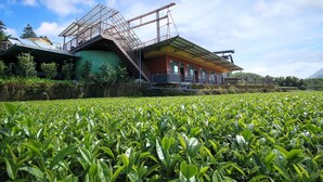 A building with a green exterior and a red roof, adjacent to a tea plantation. - Xu Jia Chayuan B&B (Meishan)