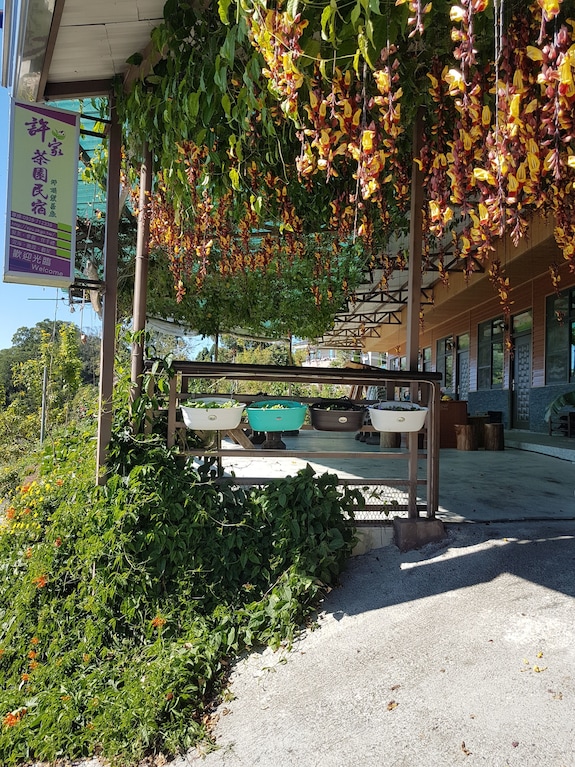 許家茶園民宿露營區評價、繡球花季美景、舒適衛浴與親切主人 – 高山露營秘境 - 照片 3