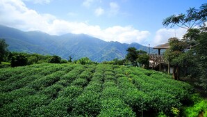 A lush tea plantation with terraced fields and a wooden structure on the right. - Xu Jia Chayuan B&B (Meishan)