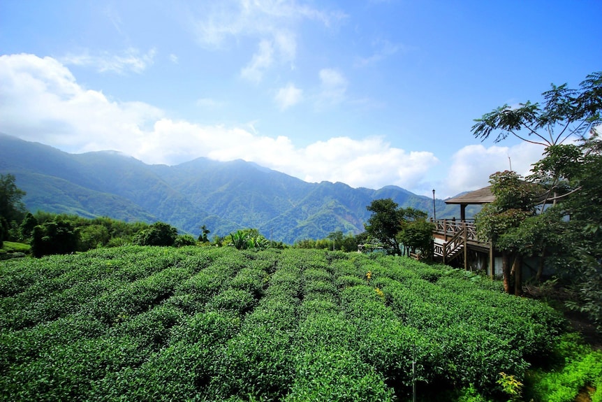 許家茶園民宿露營區評價、繡球花季美景、舒適衛浴與親切主人 – 高山露營秘境 - 照片 5