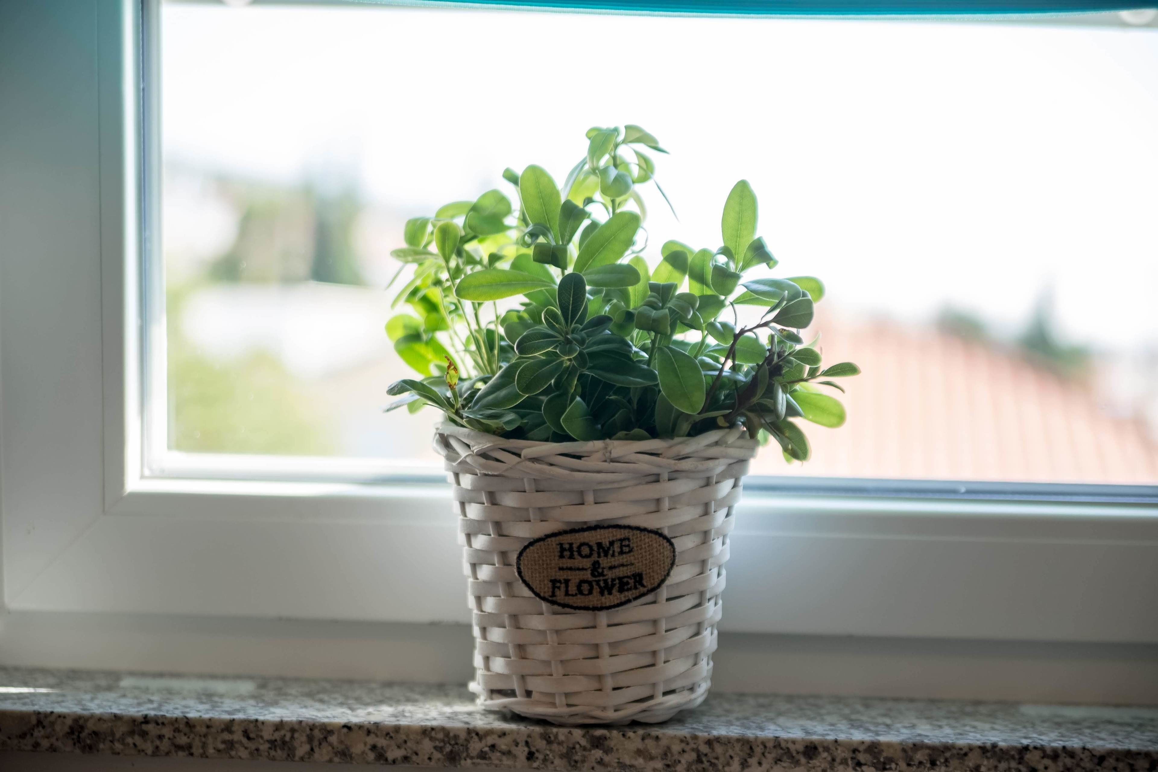 A woven basket with a label reading "HOME & FLOWER" placed on a windowsill.