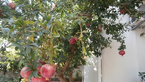Ein Granatapfelbaum mit reifen Früchten an den Ästen.