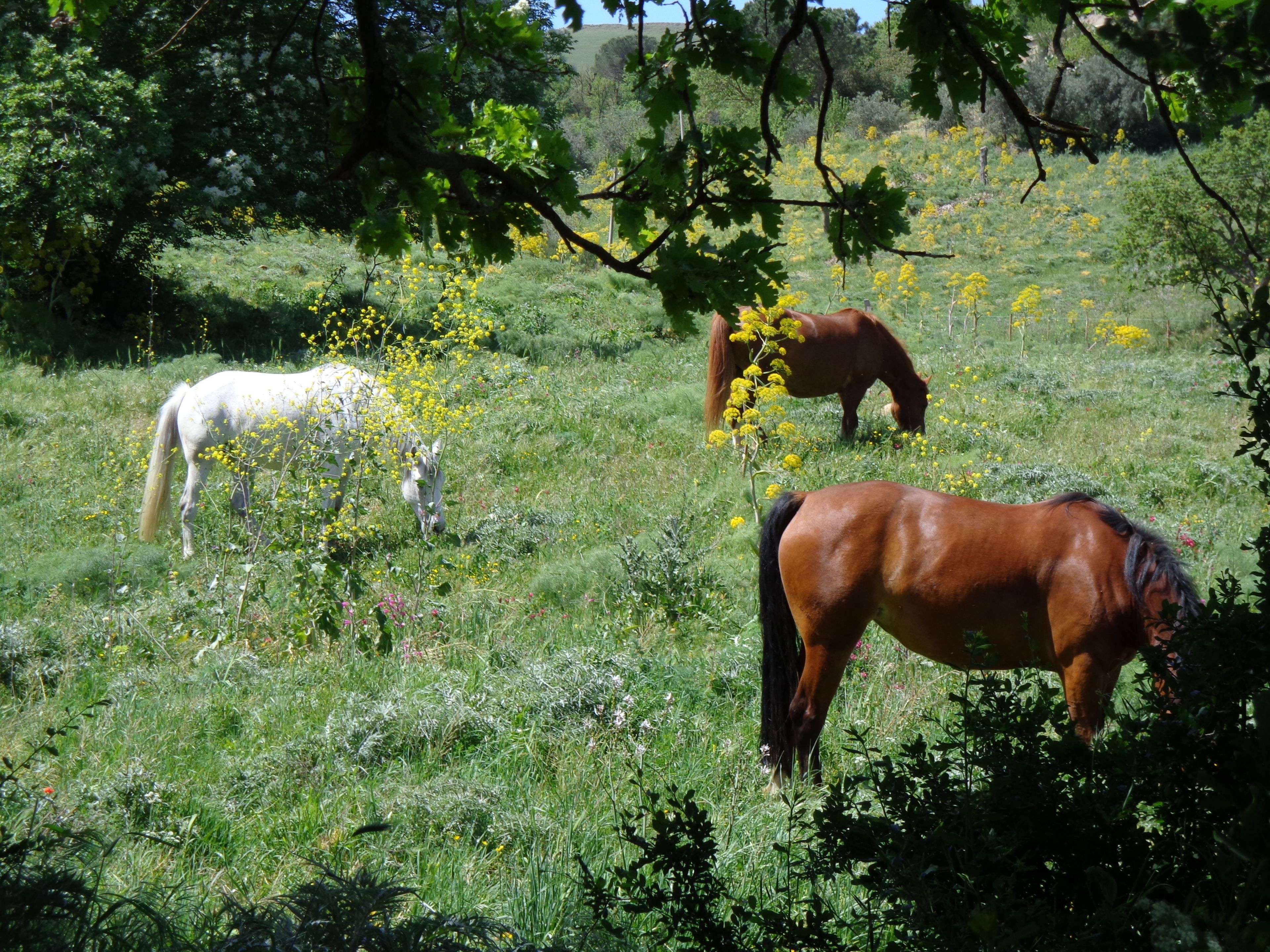 A grassy field with three horses grazing.
