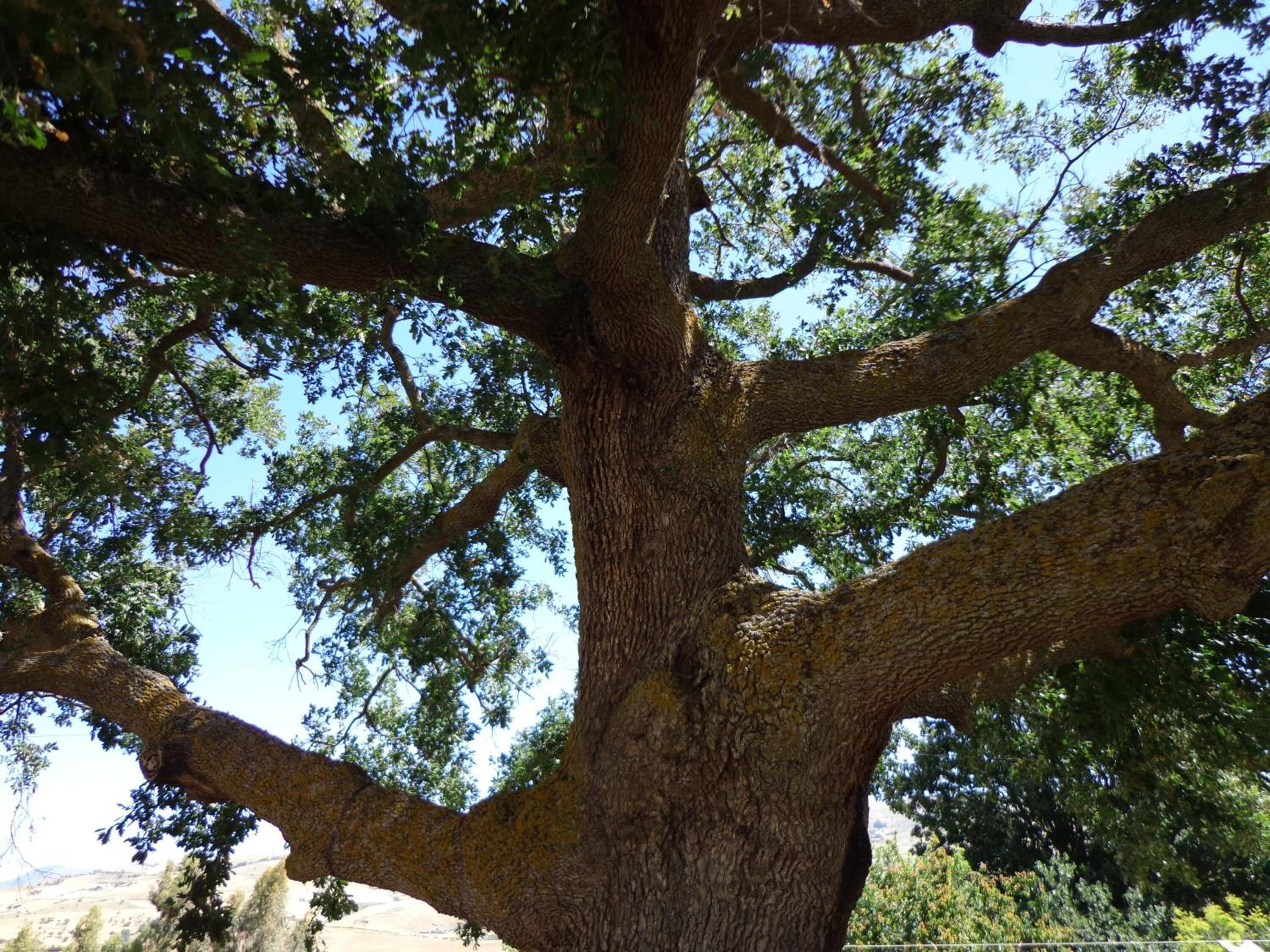 Ein großer Baum mit einem dicken Stamm und weitläufigen Ästen.