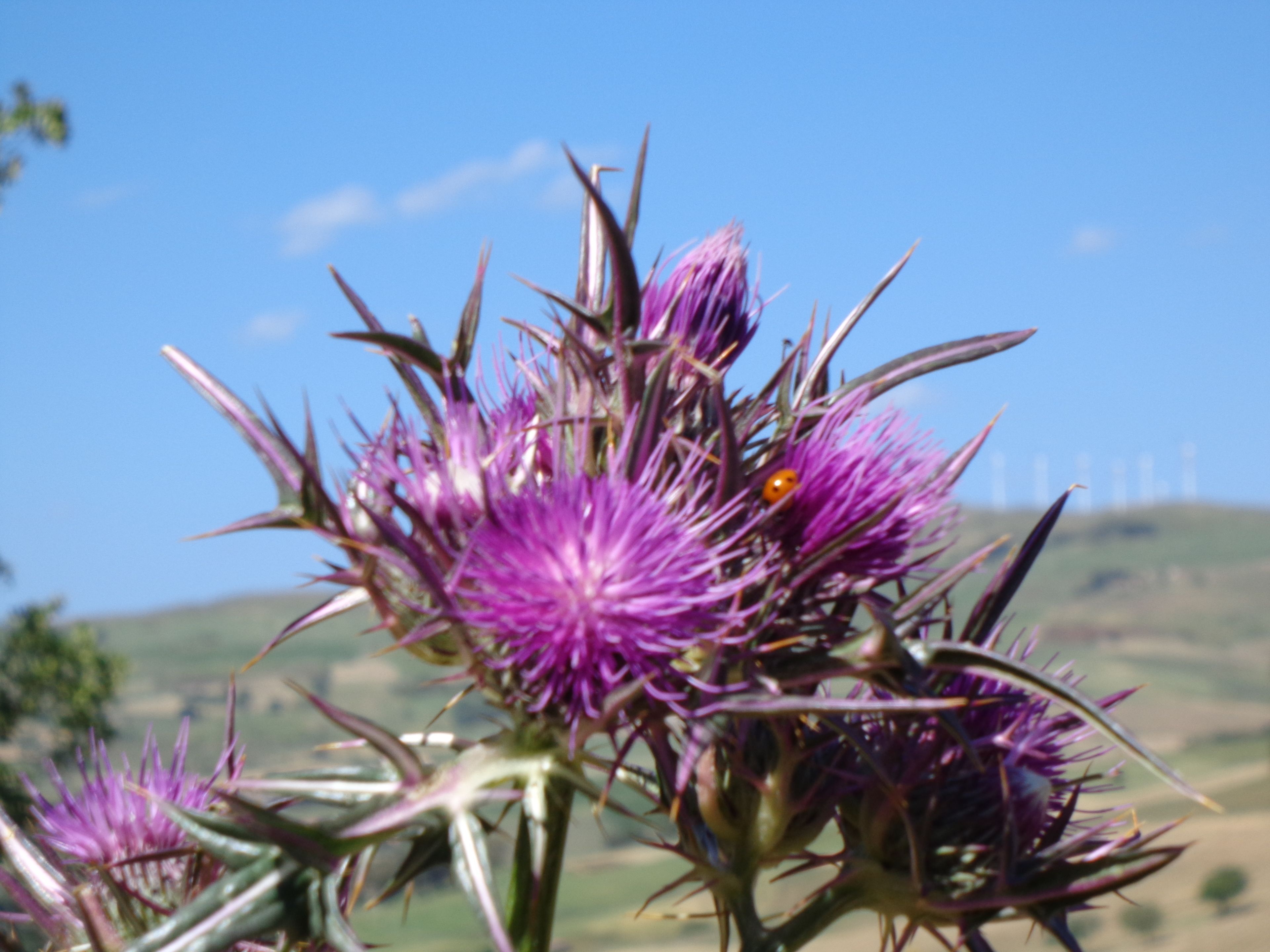 A close-up of a purple thistle flower with a ladybug on it, set against a clear blue sky.