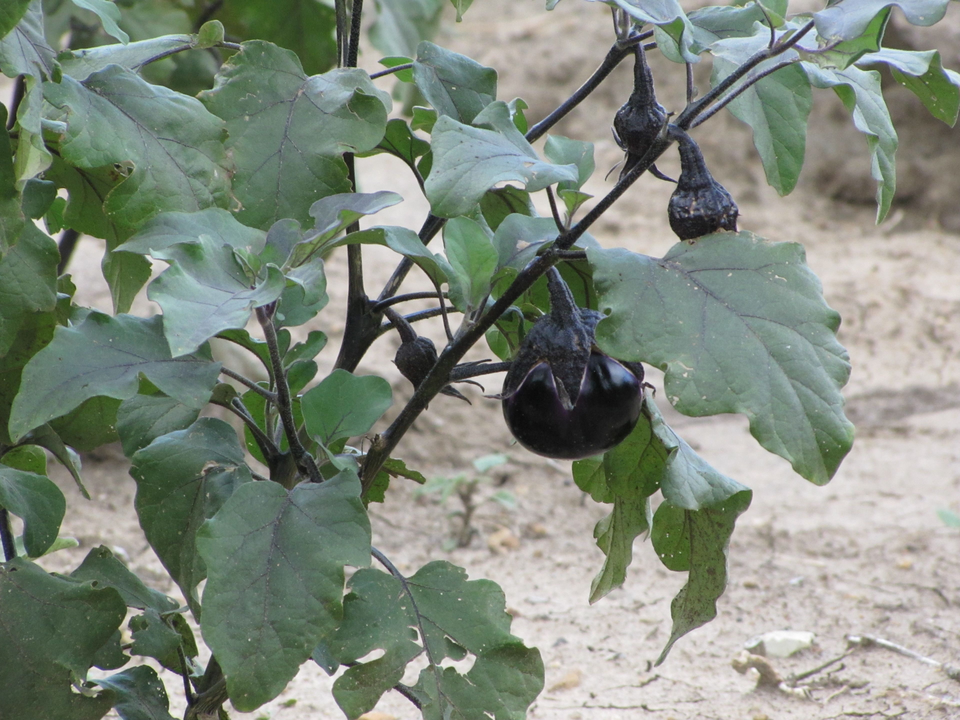 En plante med mørklilla auberginer, der hænger fra grenene.