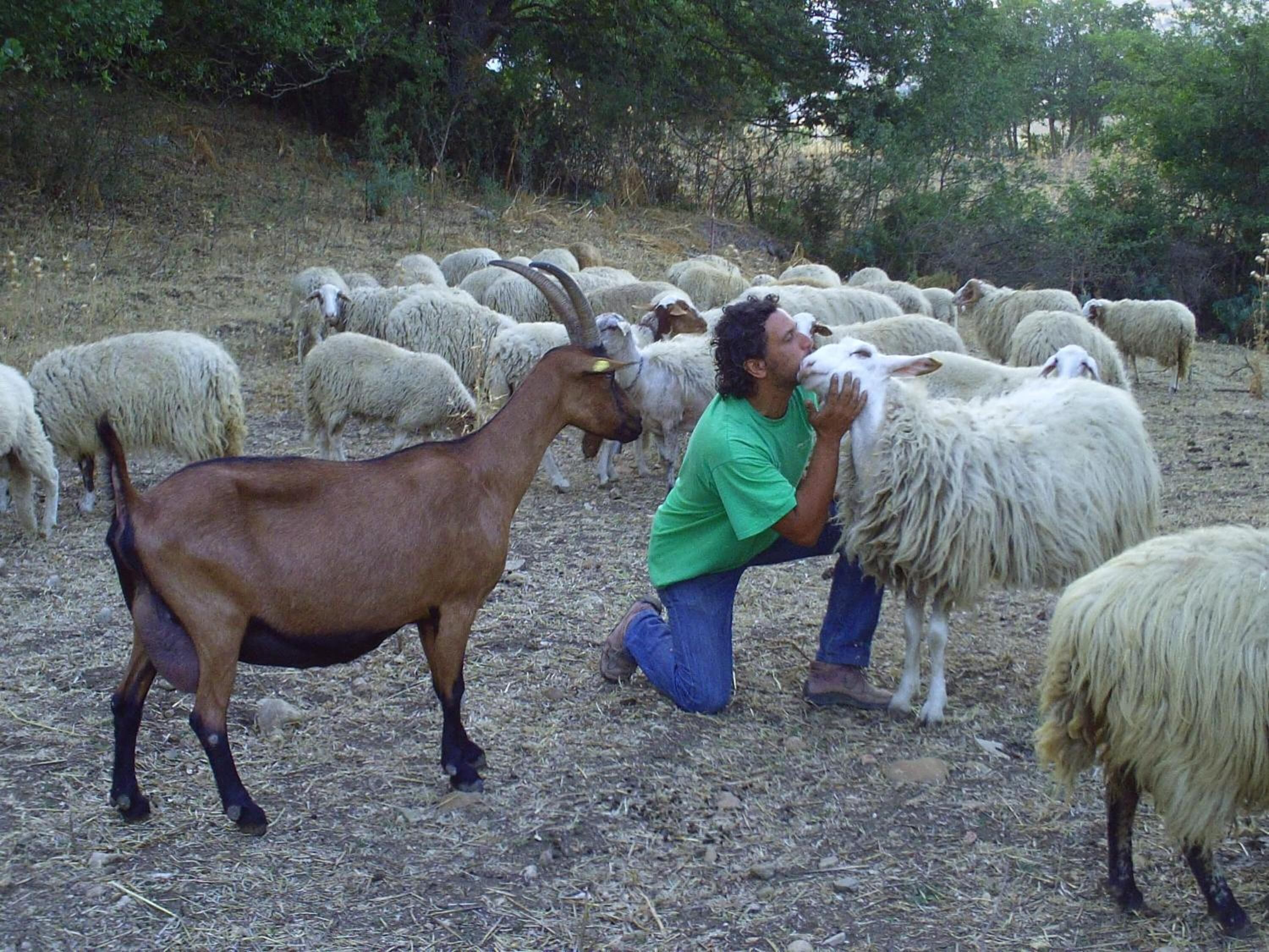 Une personne interagissant avec une chèvre et un mouton dans un environnement rural.