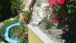 En trädgård med en liten damm, röda blommor och en stenmur.
