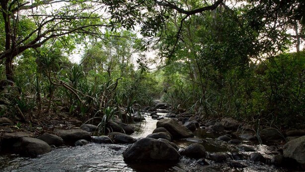 Um riacho natural cercado por vegetação densa e pedras.