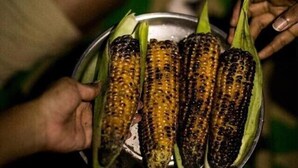 Um prato com várias espigas de milho, algumas chamuscadas, segurado por mãos.