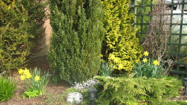 A garden with various plants and flowers, including daffodils, and a stone pathway. - Crossroads House (Carlisle)