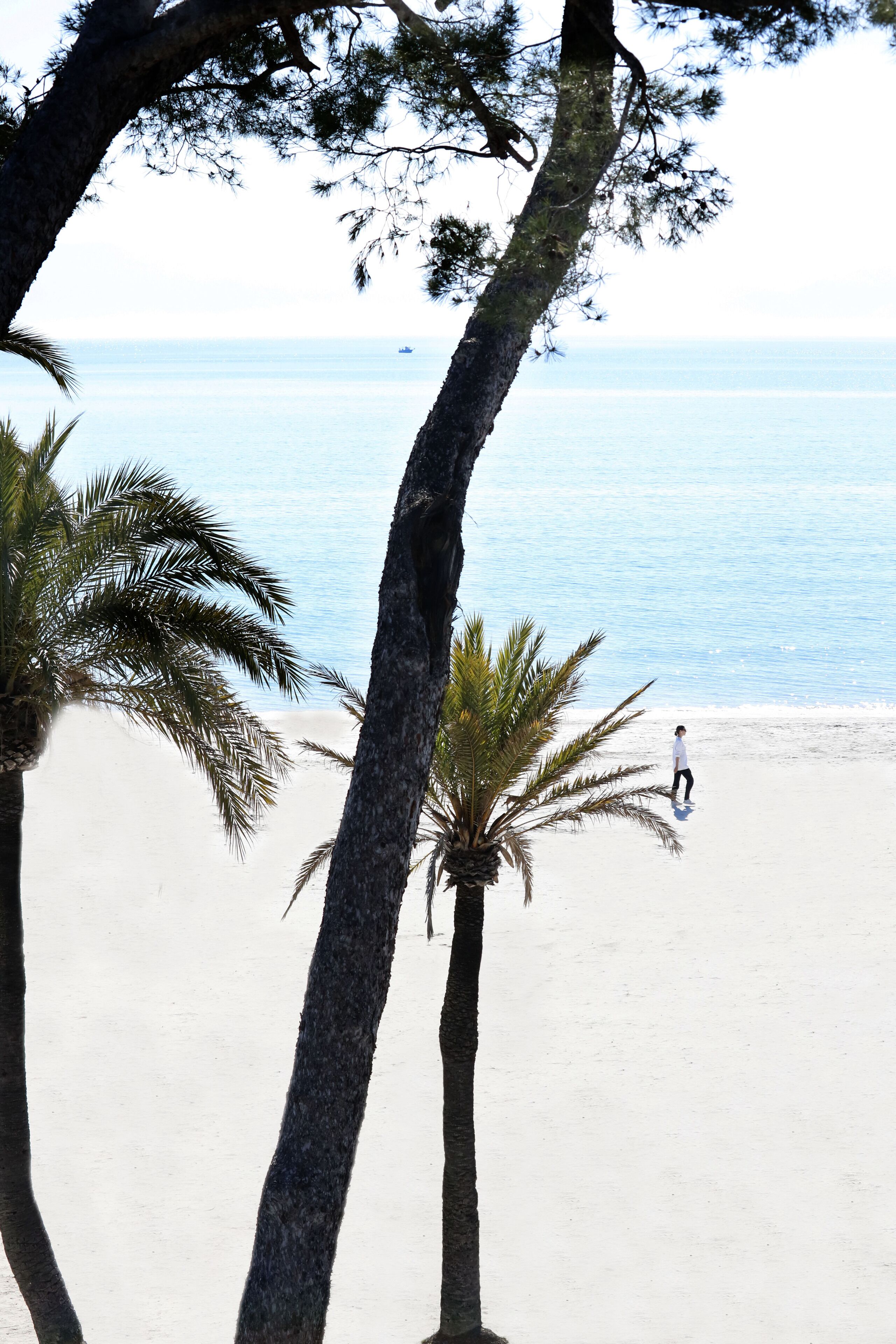 Una spiaggia con palme e una persona che cammina sulla sabbia.