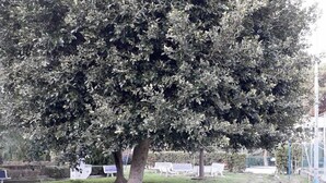 Property grounds - Baia Blu Falcone (Falcone)