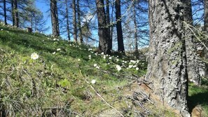 Property grounds - Rifugio La Capanna (Claviere)