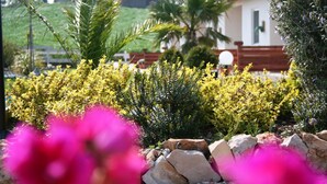 Un jardín con plantas de flores amarillas y una valla de madera.