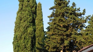 A narrow, cobblestone path flanked by tall, dense trees leading to a building with a tiled roof and potted plants. - Albergo villa nobile (Chiaramonte Gulfi)