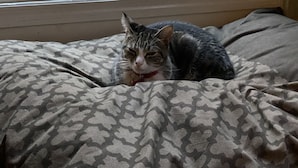 Eine Katze auf einer gemusterten Bettdecke, die aus dem Fenster auf herbstliche Blätter und Bäume blickt.