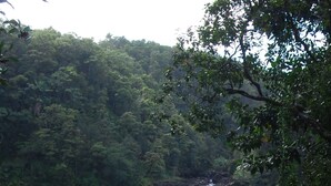 Una cascada rodeada de abundante vegetación.