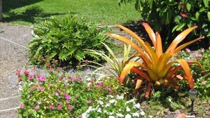 Un jardín con diversas plantas y flores, una palmera y vista al océano.