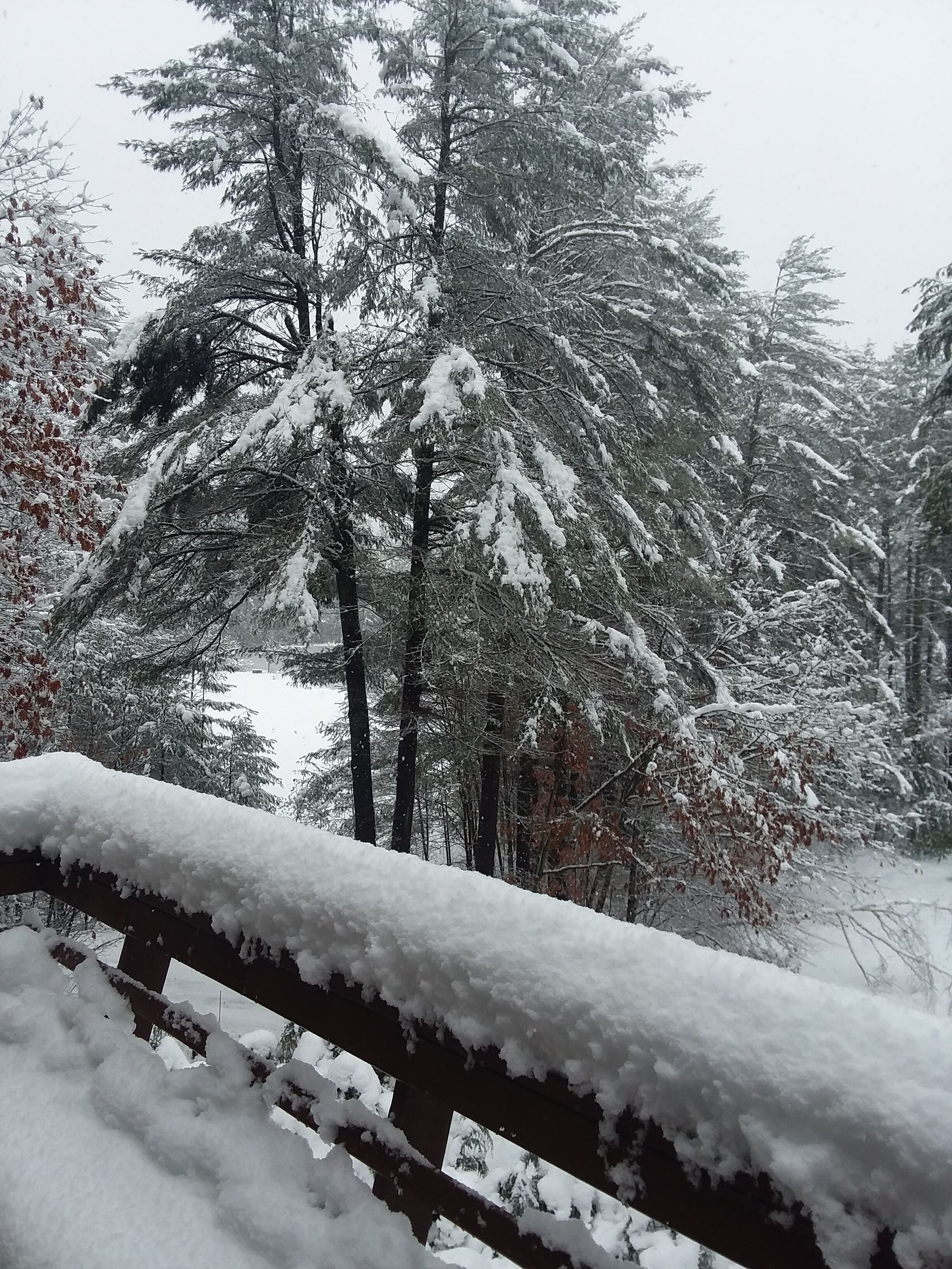 A snow-covered forest with tall trees and a wooden bench.