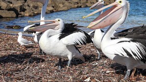 A group of pelicans on a rocky shore with the ocean in the background. - ABSOLUTE BEACHFRONT - Smooth Sailing Yorke Peninsula (Coobowie)