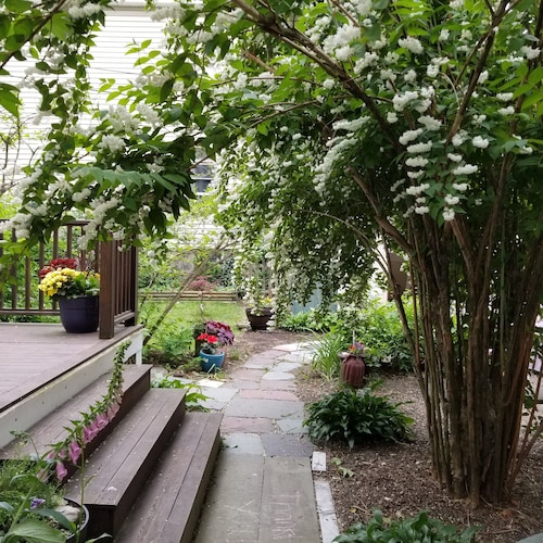 Cozy ja Clean Duplex kuistilla suosituissa Jamaika Plainissa ("JP") Osa Bostonista