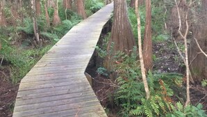 Un paseo marítimo de madera que atraviesa un bosque.