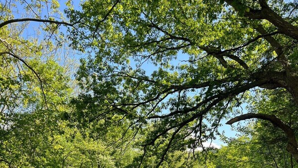 A campsite with a fire pit surrounded by green chairs, a river in the background, and dense trees. - Creekside Cabin near falls, casino, golf, & more! (East Stroudsburg)
