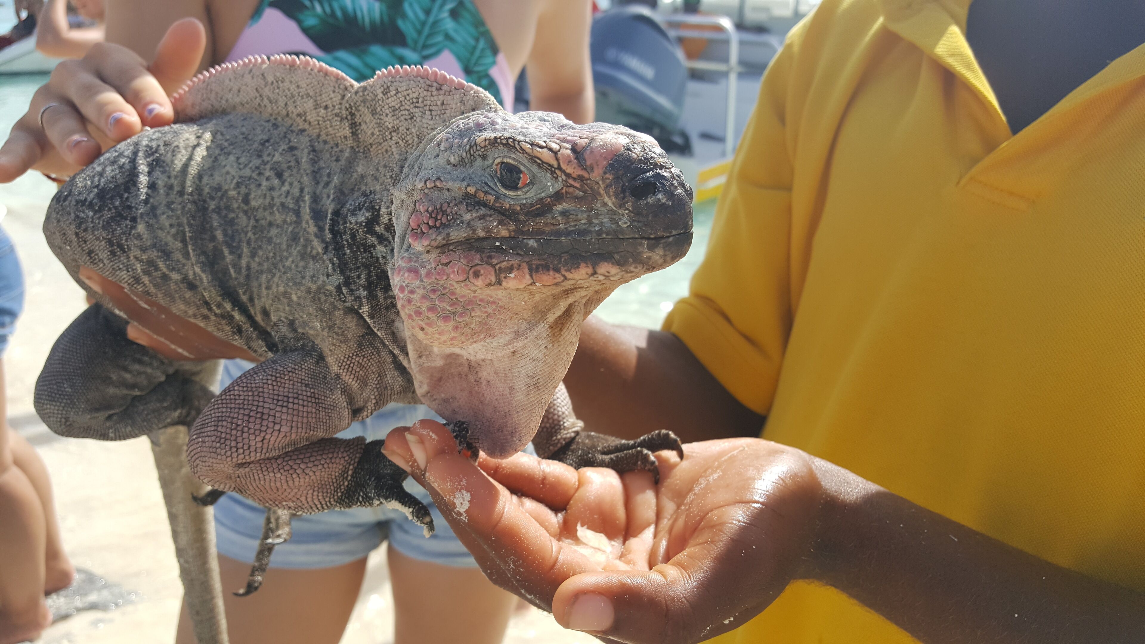 A person holding a large iguana.