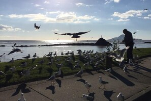 Beach towels - WARU Whakatane: <br>Waterfront Apartment, Restful and Uplifting<br> (Whakatane)