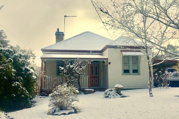 Grevillea in the snow
