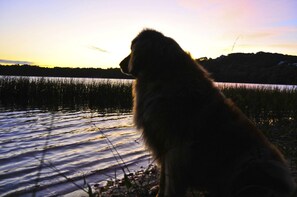 Um cão sentado à beira de um lago ao pôr do sol.