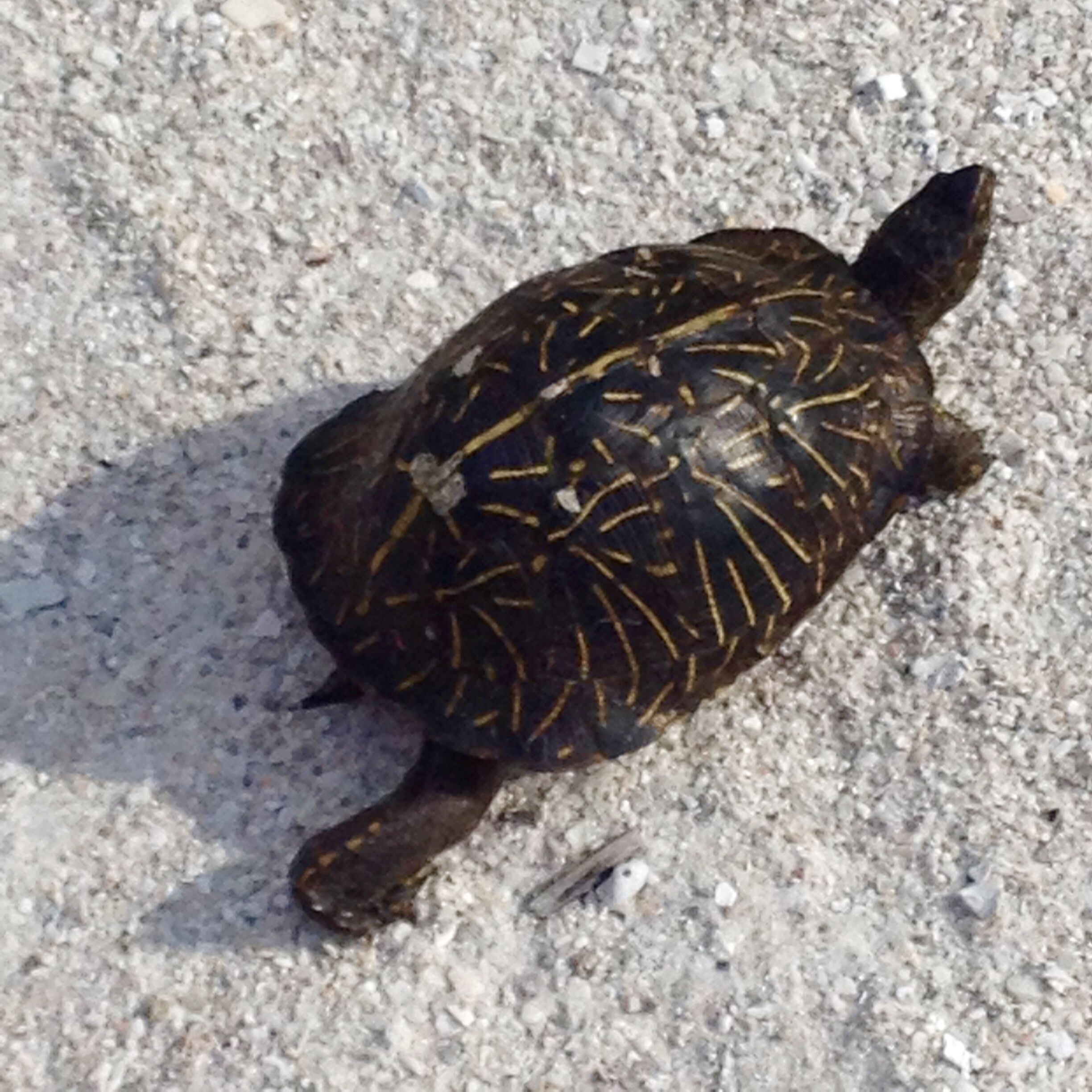 Une tortue sur une surface accidentée et rocailleuse.