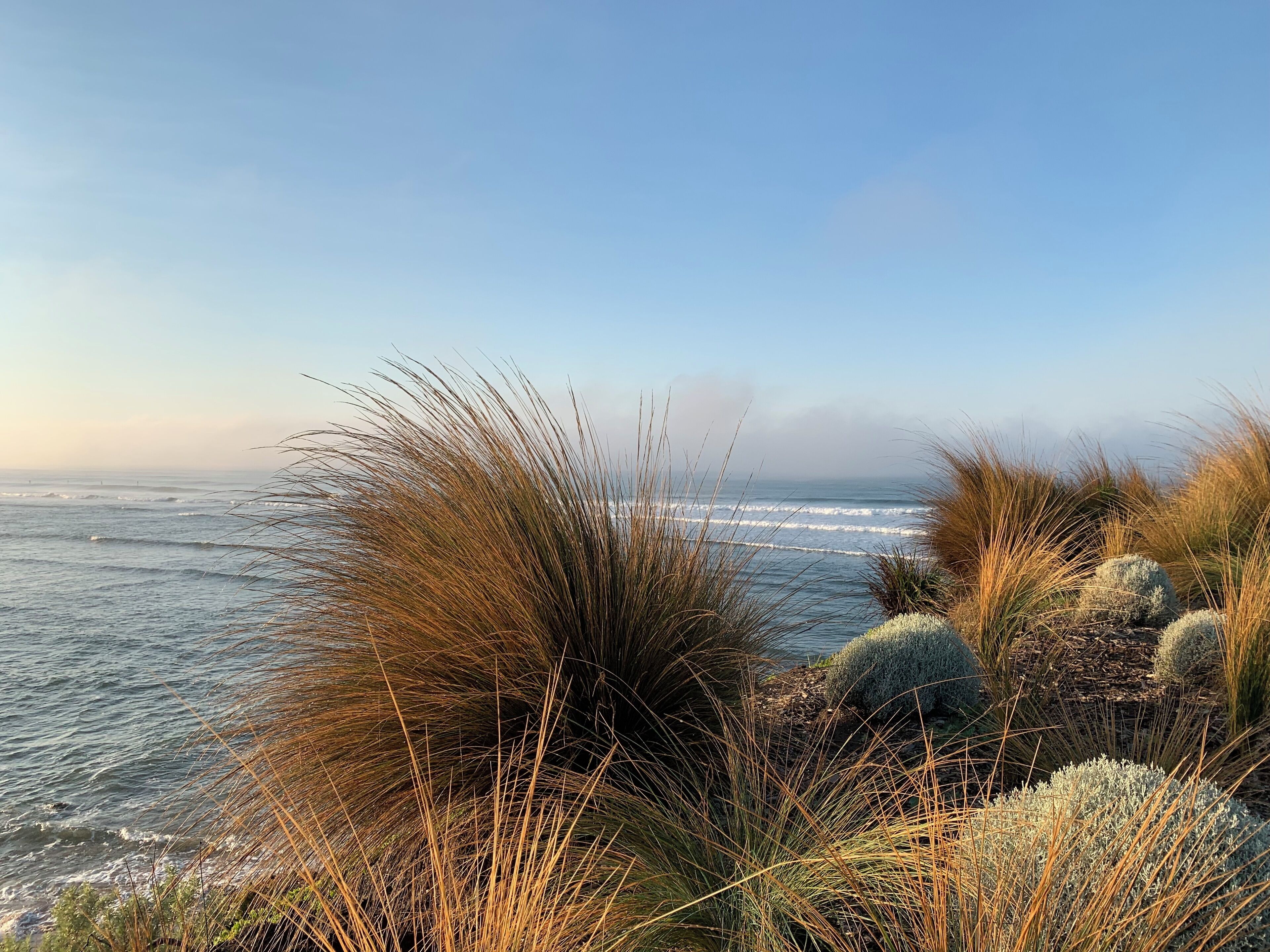 A coastal landscape with tall grasses and shrubs near the ocean.