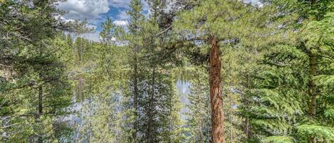 A dense forest with tall trees and a calm lake.