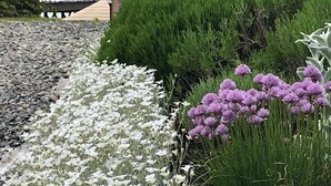 A garden with white and purple flowers, green shrubs, and a wooden deck. - Upstairs level of two story home (Downstairs is a separate rental) in Bass Hbr. (Bass Harbor)