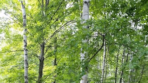 A natural landscape with birch trees, a small stream, and a concrete bridge. - Jackson NH Peaceful, Country Cottage / Access to Fabulous Amenities (Bartlett)