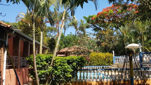 Un jardin luxuriant avec une piscine, des palmiers et une rambarde bleue.