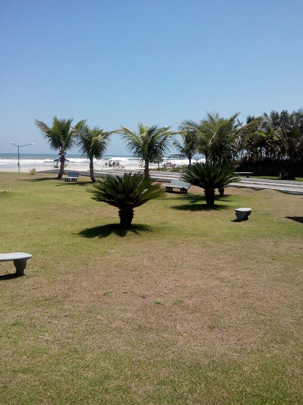 A grassy area with benches and palm trees, a pathway, and a view of the ocean.