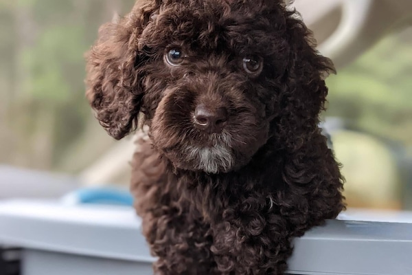 "Come on in. We love having pets!" (Lady)