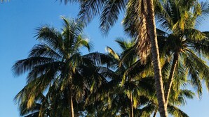 A row of palm trees with a clear view of the ocean in the background. - The VILLA with THE VIEW - Villa 4 Island Point Road. (Port Douglas)